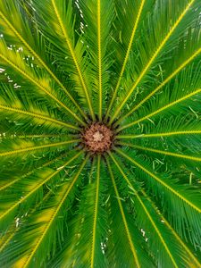 Preview wallpaper palm, leaves, tree, macro, green