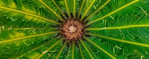 Preview wallpaper palm, leaves, tree, macro, green