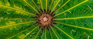 Preview wallpaper palm, leaves, tree, macro, green