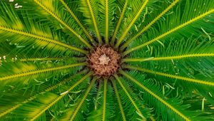 Preview wallpaper palm, leaves, tree, macro, green