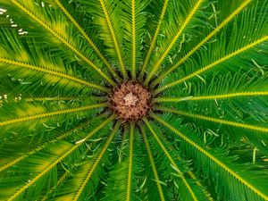 Preview wallpaper palm, leaves, tree, macro, green