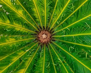 Preview wallpaper palm, leaves, tree, macro, green