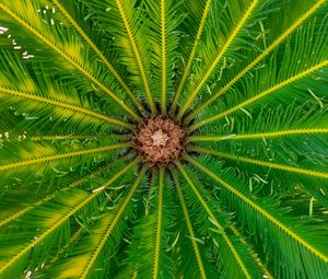 Preview wallpaper palm, leaves, tree, macro, green