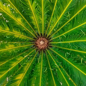 Preview wallpaper palm, leaves, tree, macro, green