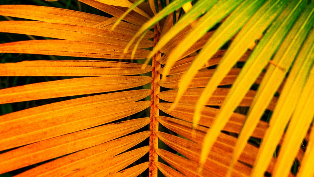 Wallpaper palm, leaves, yellow, branch, bright, saturated hd, picture