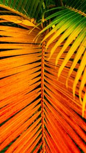 Preview wallpaper palm, leaves, yellow, branch, bright, saturated