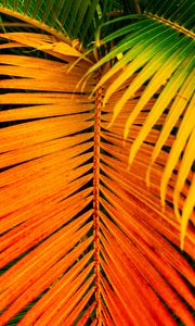 Preview wallpaper palm, leaves, yellow, branch, bright, saturated