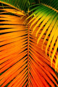 Preview wallpaper palm, leaves, yellow, branch, bright, saturated