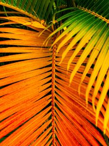 Preview wallpaper palm, leaves, yellow, branch, bright, saturated