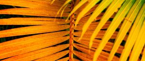 Preview wallpaper palm, leaves, yellow, branch, bright, saturated