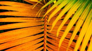 Preview wallpaper palm, leaves, yellow, branch, bright, saturated