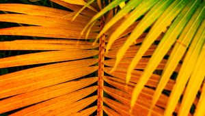 Preview wallpaper palm, leaves, yellow, branch, bright, saturated