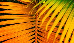 Preview wallpaper palm, leaves, yellow, branch, bright, saturated