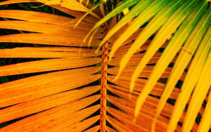 Preview wallpaper palm, leaves, yellow, branch, bright, saturated