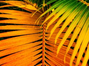 Preview wallpaper palm, leaves, yellow, branch, bright, saturated