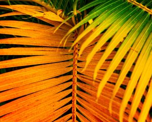 Preview wallpaper palm, leaves, yellow, branch, bright, saturated