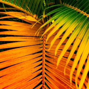 Preview wallpaper palm, leaves, yellow, branch, bright, saturated