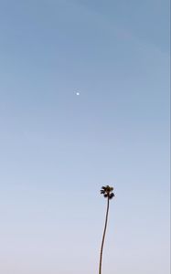 Preview wallpaper palm, moon, minimalism