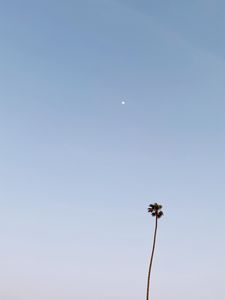 Preview wallpaper palm, moon, minimalism