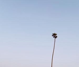 Preview wallpaper palm, moon, minimalism