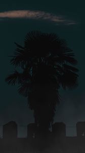 Preview wallpaper palm, night, dark, outlines, tree