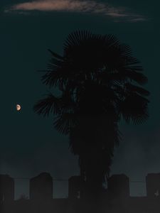 Preview wallpaper palm, night, dark, outlines, tree