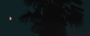 Preview wallpaper palm, night, dark, outlines, tree