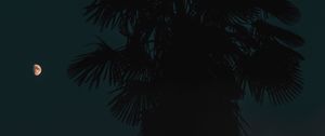 Preview wallpaper palm, night, dark, outlines, tree