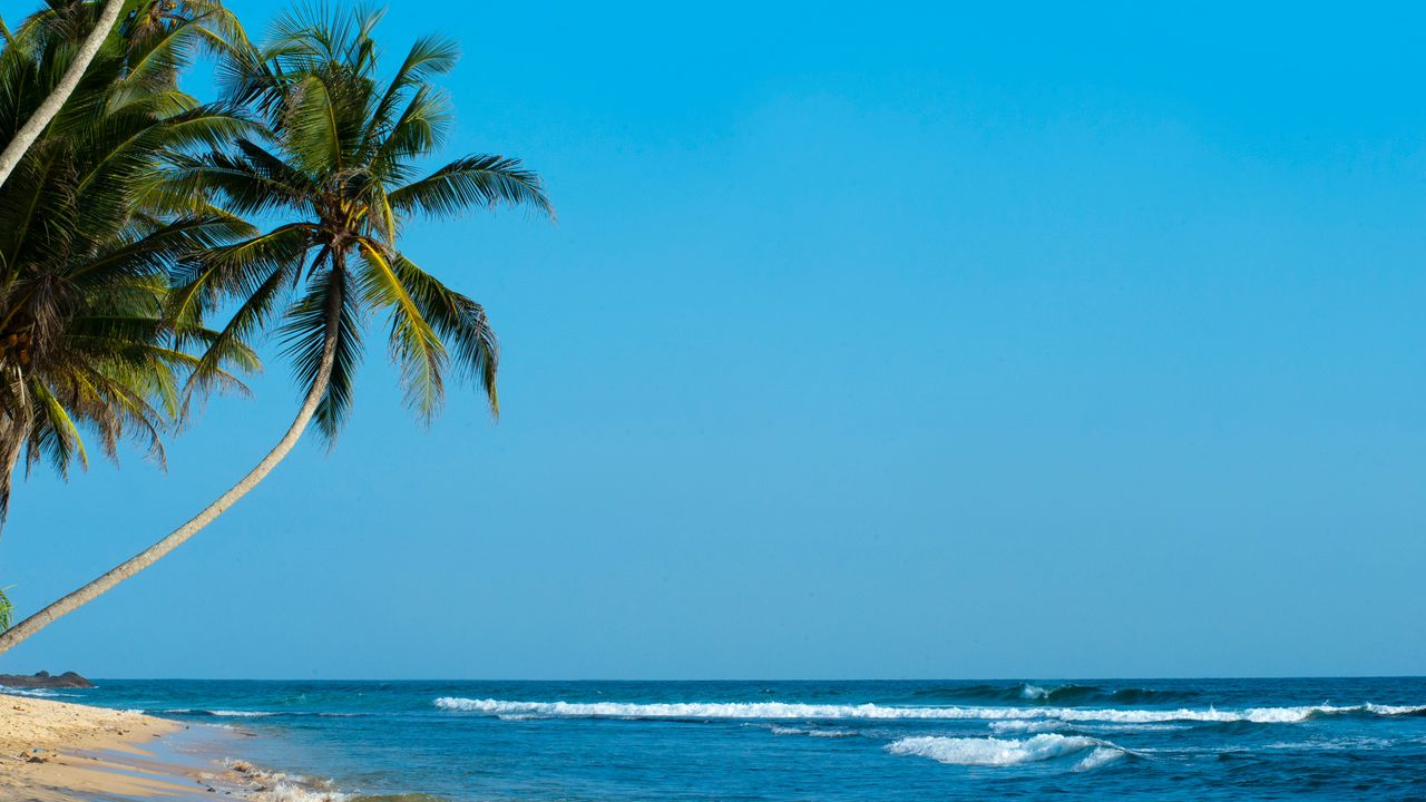 Wallpaper palm, palm trees, beach, tropics, shore, surf, ocean, sea