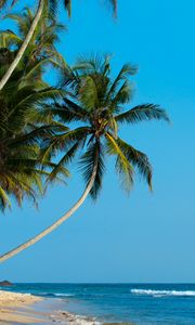 Preview wallpaper palm, palm trees, beach, tropics, shore, surf, ocean, sea
