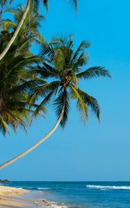 Preview wallpaper palm, palm trees, beach, tropics, shore, surf, ocean, sea