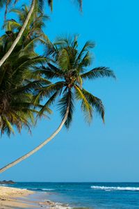 Preview wallpaper palm, palm trees, beach, tropics, shore, surf, ocean, sea