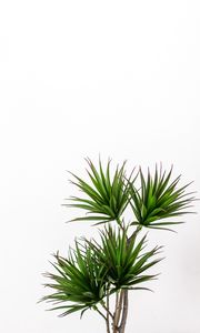 Preview wallpaper palm, plant, green, decorative, minimalism