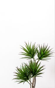 Preview wallpaper palm, plant, green, decorative, minimalism