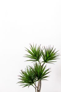 Preview wallpaper palm, plant, green, decorative, minimalism