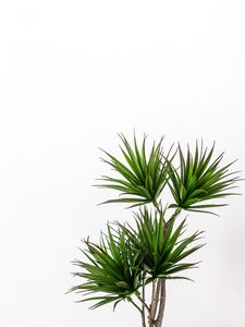 Preview wallpaper palm, plant, green, decorative, minimalism