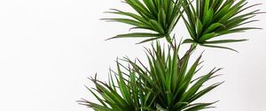 Preview wallpaper palm, plant, green, decorative, minimalism