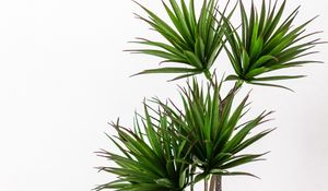 Preview wallpaper palm, plant, green, decorative, minimalism