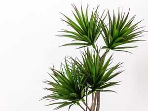 Preview wallpaper palm, plant, green, decorative, minimalism