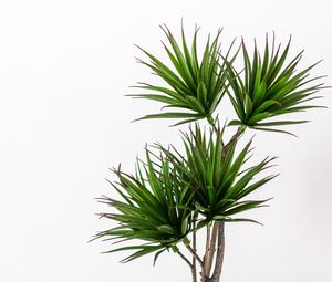 Preview wallpaper palm, plant, green, decorative, minimalism