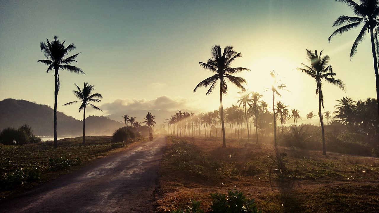 Wallpaper palm, road, sunset