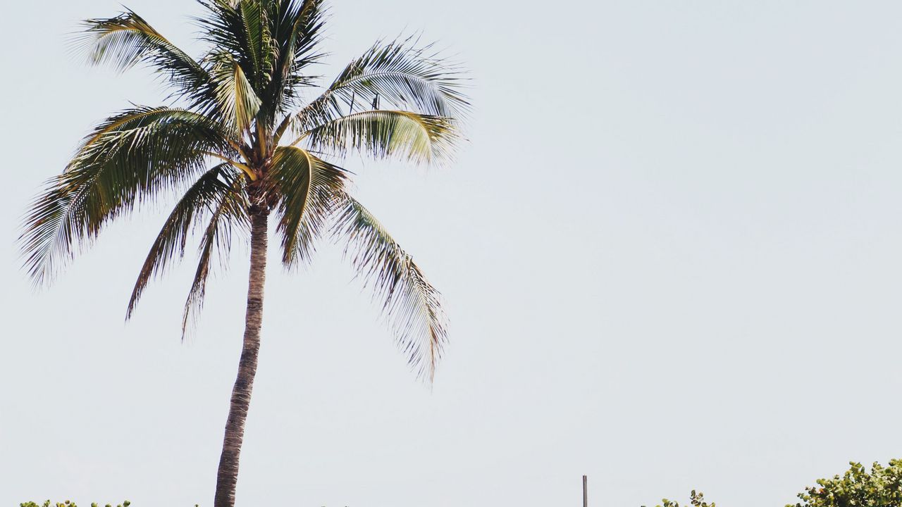 Wallpaper palm, sand, beach, bushes