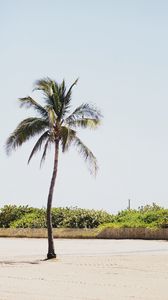 Preview wallpaper palm, sand, beach, bushes