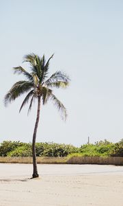 Preview wallpaper palm, sand, beach, bushes