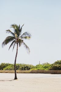 Preview wallpaper palm, sand, beach, bushes