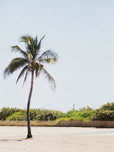 Preview wallpaper palm, sand, beach, bushes