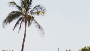 Preview wallpaper palm, sand, beach, bushes