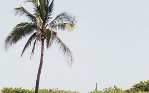 Preview wallpaper palm, sand, beach, bushes