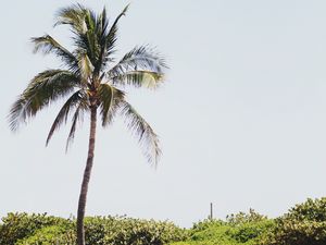 Preview wallpaper palm, sand, beach, bushes