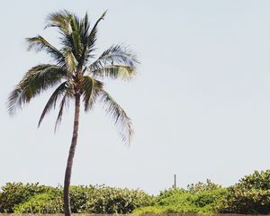 Preview wallpaper palm, sand, beach, bushes